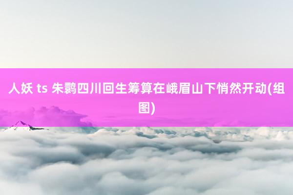 人妖 ts 朱鹮四川回生筹算在峨眉山下悄然开动(组图)